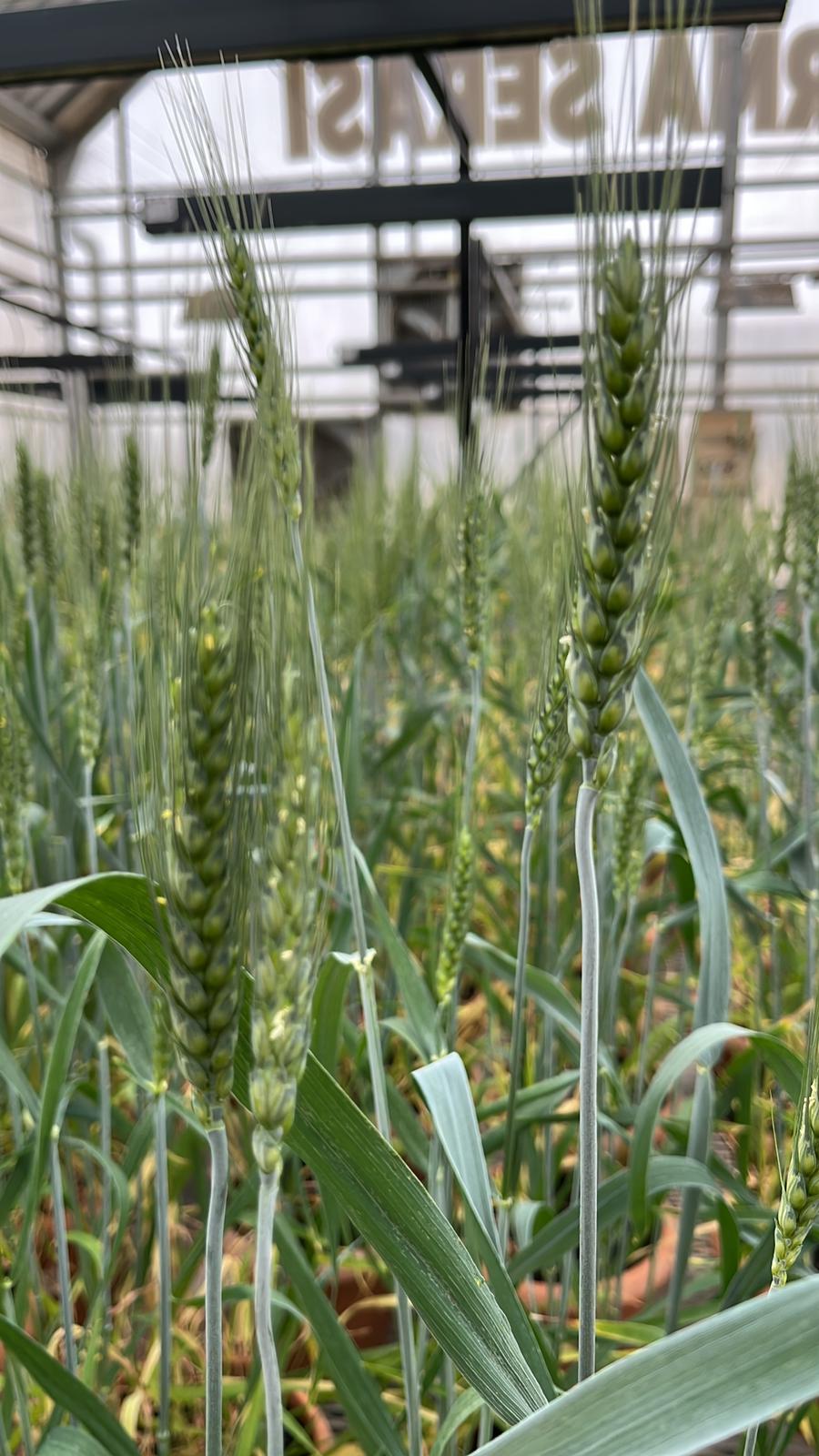 Üniversitemiz Ortaklığıyla Geliştirilen Yeni Buğday Çeşidimiz "Akhoca" Tescillendi!