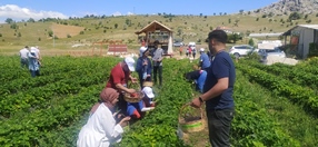 Çilek Toplama ve Reçel Yapımı